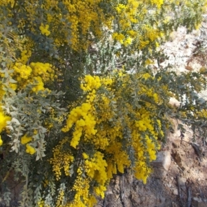 Acacia cultriformis at Calwell, ACT - 15 Aug 2021