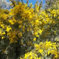 Acacia cultriformis at Calwell, ACT - 15 Aug 2021 01:42 PM