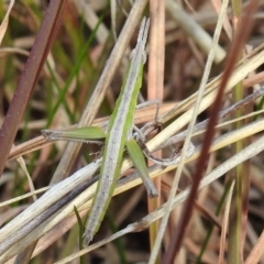 Keyacris scurra (Key's Matchstick Grasshopper) at Kambah, ACT - 15 Aug 2021 by HelenCross