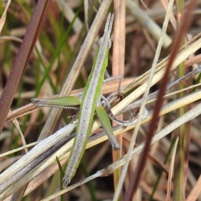 Keyacris scurra (Key's Matchstick Grasshopper) at Lions Youth Haven - Westwood Farm A.C.T. - 15 Aug 2021 by HelenCross