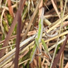 Keyacris scurra at Kambah, ACT - 15 Aug 2021