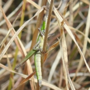 Keyacris scurra at Kambah, ACT - 15 Aug 2021 02:44 PM