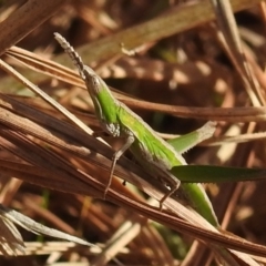 Keyacris scurra at Kambah, ACT - 15 Aug 2021 02:44 PM