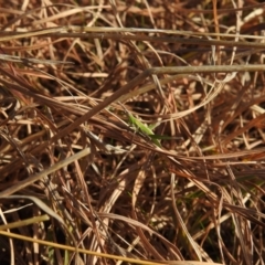 Keyacris scurra at Kambah, ACT - 15 Aug 2021 02:44 PM