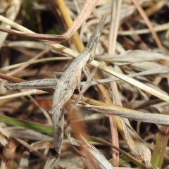 Keyacris scurra (Key's Matchstick Grasshopper) at Kambah, ACT - 15 Aug 2021 by HelenCross