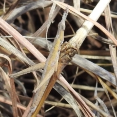 Keyacris scurra at Kambah, ACT - 15 Aug 2021 02:45 PM