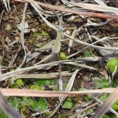 Keyacris scurra at Kambah, ACT - 15 Aug 2021 02:45 PM