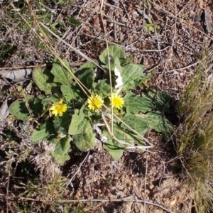 Cymbonotus sp. (preissianus or lawsonianus) at Calwell, ACT - 15 Aug 2021