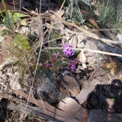 Hardenbergia violacea (False Sarsaparilla) at Tuggeranong Hill - 15 Aug 2021 by jamesjonklaas