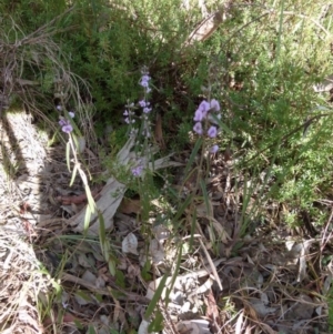 Hovea heterophylla at Queanbeyan West, NSW - 15 Aug 2021