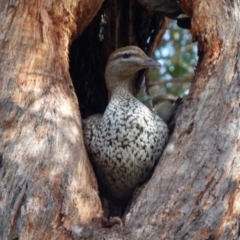 Chenonetta jubata (Australian Wood Duck) at QPRC LGA - 14 Aug 2021 by Paul4K