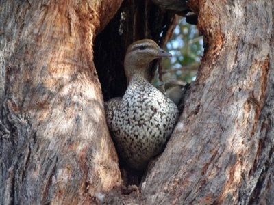 Chenonetta jubata (Australian Wood Duck) at Queanbeyan West, NSW - 14 Aug 2021 by Paul4K