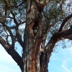 Chenonetta jubata at Queanbeyan West, NSW - 15 Aug 2021