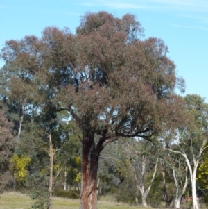 Chenonetta jubata at Queanbeyan West, NSW - 15 Aug 2021 09:31 AM