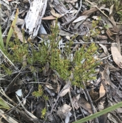 Hibbertia calycina at Aranda, ACT - 13 Aug 2021