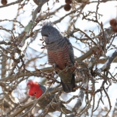 Callocephalon fimbriatum (Gang-gang Cockatoo) at Chifley, ACT - 15 Aug 2021 by redsnow