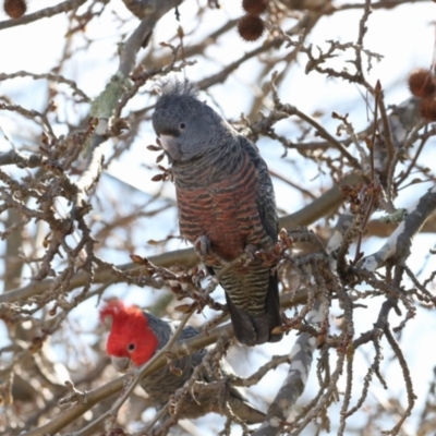 Callocephalon fimbriatum (Gang-gang Cockatoo) at Chifley, ACT - 15 Aug 2021 by redsnow