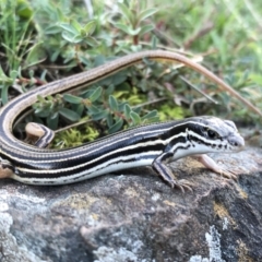 Ctenotus taeniolatus (Copper-tailed Skink) at Nail Can Hill - 15 Aug 2021 by DamianMichael