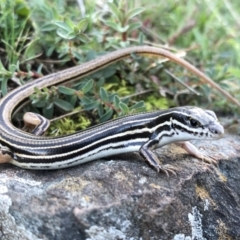 Ctenotus taeniolatus (Copper-tailed Skink) at Hamilton Valley, NSW - 15 Aug 2021 by DamianMichael