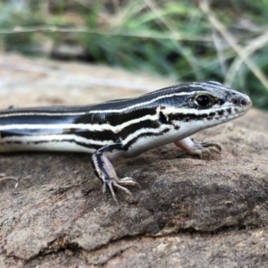 Ctenotus taeniolatus at Hamilton Valley, NSW - 15 Aug 2021