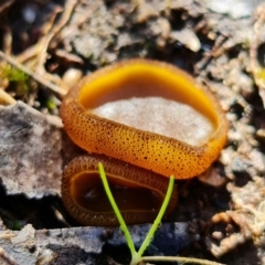 Aleurina ferruginea (Fleshy Cup Fungus) at Denman Prospect, ACT - 15 Aug 2021 by RobG1