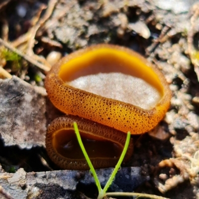 Aleurina ferruginea (Fleshy Cup Fungus) at Piney Ridge - 15 Aug 2021 by RobG1