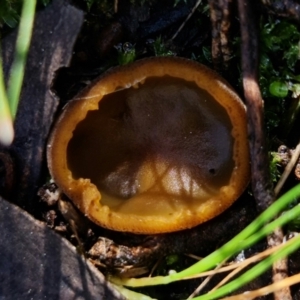 Aleurina ferruginea at Denman Prospect, ACT - 15 Aug 2021