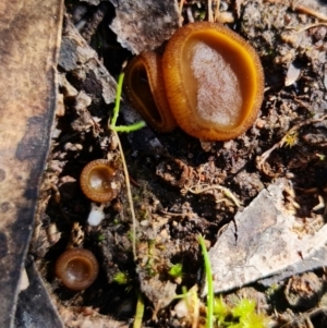 Aleurina ferruginea at Denman Prospect, ACT - 15 Aug 2021