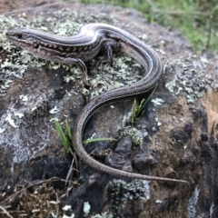 Ctenotus robustus (Robust Striped-skink) at Nail Can Hill - 15 Aug 2021 by DamianMichael