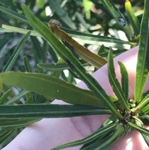 Solanum linearifolium at Holt, ACT - 15 Aug 2021 04:13 PM