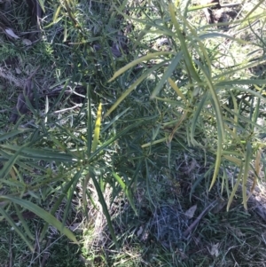 Solanum linearifolium at Holt, ACT - 15 Aug 2021