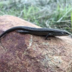 Carlia tetradactyla (Southern Rainbow Skink) at Nail Can Hill - 15 Aug 2021 by DamianMichael