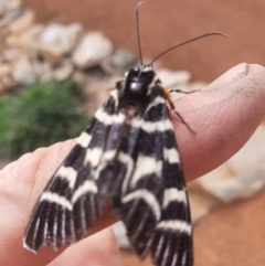 Comocrus behri (Mistletoe Day Moth) at Gundaroo, NSW - 29 Mar 2020 by Gunyijan