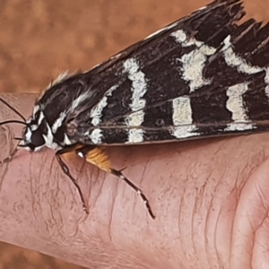 Comocrus behri at Gundaroo, NSW - 29 Mar 2020