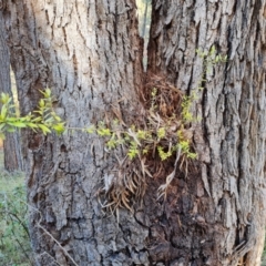 Olea europaea subsp. cuspidata (African Olive) at Farrer, ACT - 15 Aug 2021 by Mike