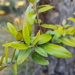 Olea europaea subsp. cuspidata at Farrer, ACT - 15 Aug 2021