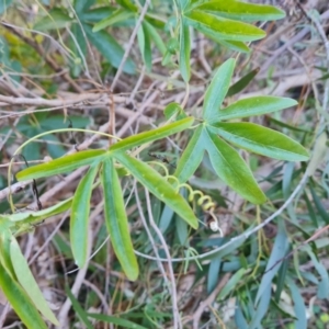 Passiflora caerulea at Isaacs, ACT - 15 Aug 2021