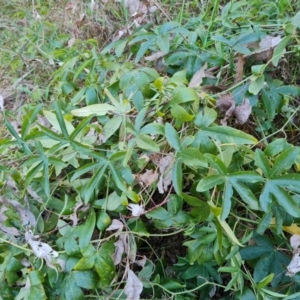Passiflora caerulea at Isaacs, ACT - 15 Aug 2021