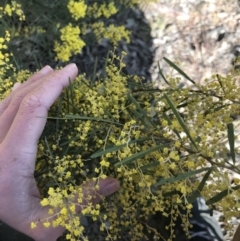 Acacia boormanii (Snowy River Wattle) at Cook, ACT - 15 Aug 2021 by MattFox