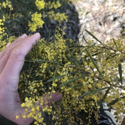 Acacia boormanii (Snowy River Wattle) at Mount Painter - 15 Aug 2021 by MattFox