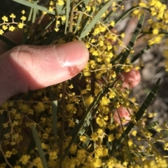 Acacia boormanii at Cook, ACT - 15 Aug 2021