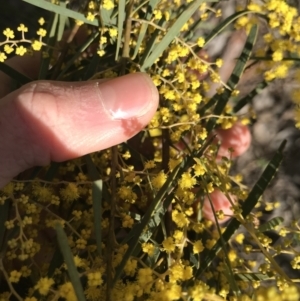 Acacia boormanii at Cook, ACT - 15 Aug 2021