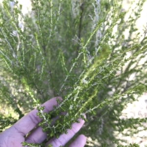 Cassinia sifton at Cook, ACT - 15 Aug 2021 02:24 PM