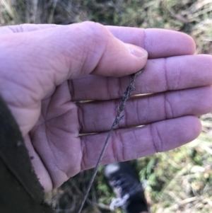 Lepidosperma laterale at Holt, ACT - 15 Aug 2021 02:15 PM