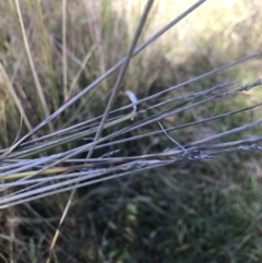 Lepidosperma laterale at Holt, ACT - 15 Aug 2021 02:15 PM