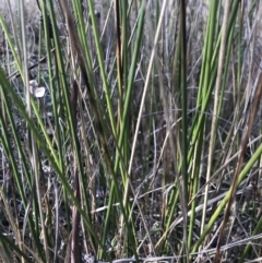 Lepidosperma laterale at Holt, ACT - 15 Aug 2021 02:15 PM