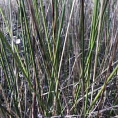 Lepidosperma laterale at Holt, ACT - 15 Aug 2021