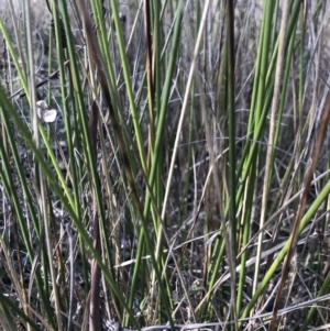 Lepidosperma laterale at Holt, ACT - 15 Aug 2021 02:15 PM