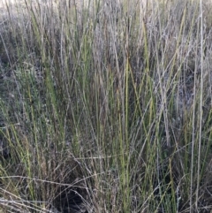 Lepidosperma laterale at Holt, ACT - 15 Aug 2021 02:15 PM