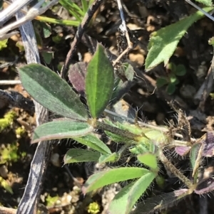 Trifolium arvense var. arvense at Holt, ACT - 14 Aug 2021 02:43 PM